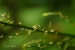 Prenanthes brunoniana